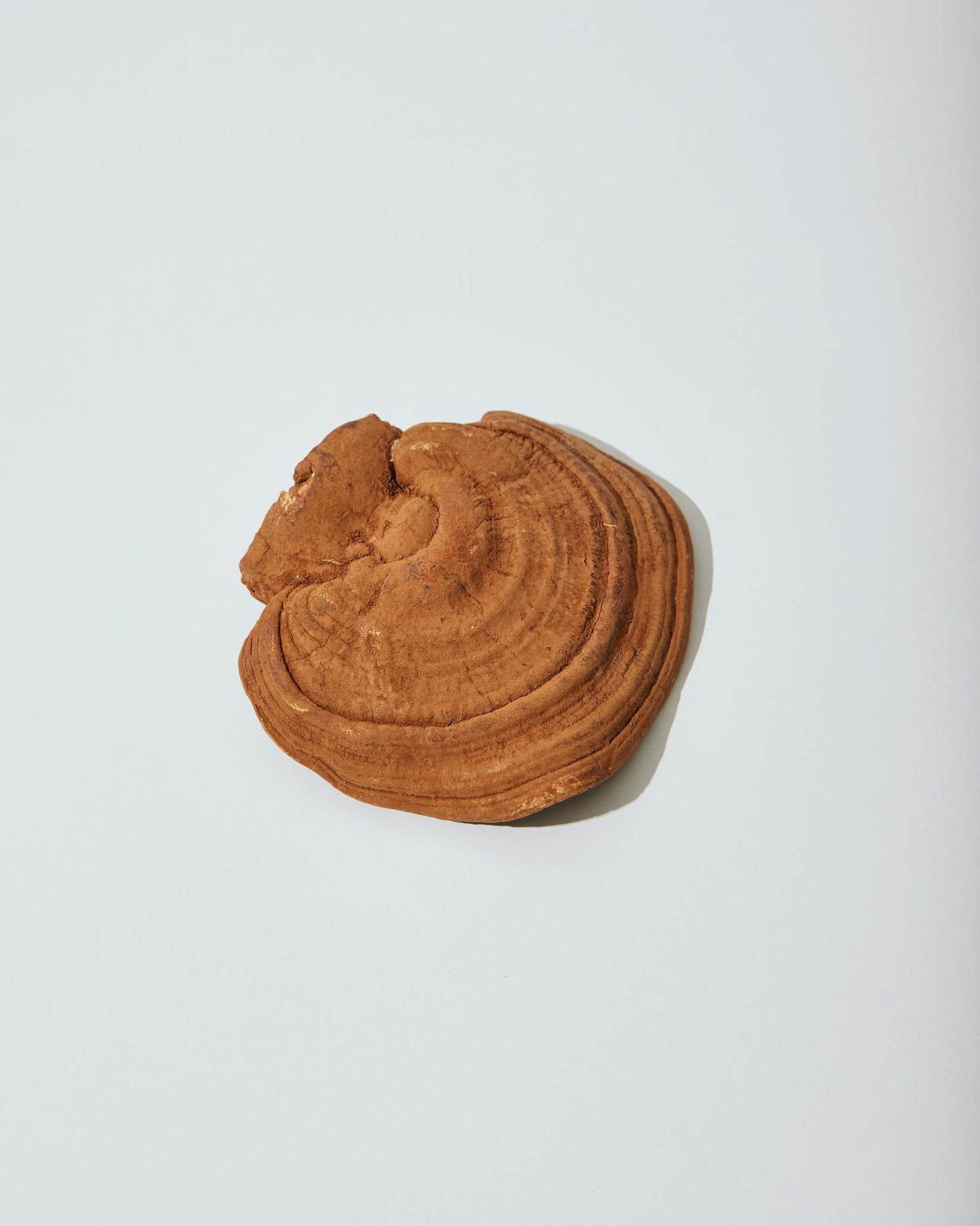 Reishi Mushroom Herbal Supplement for Immune System Support - Gourd